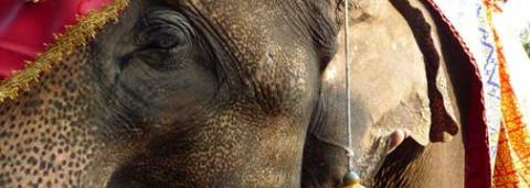 Elephant with vitiligo